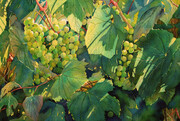Kootenay Grapes - SOLD