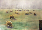 Ruckle Farm Sheep